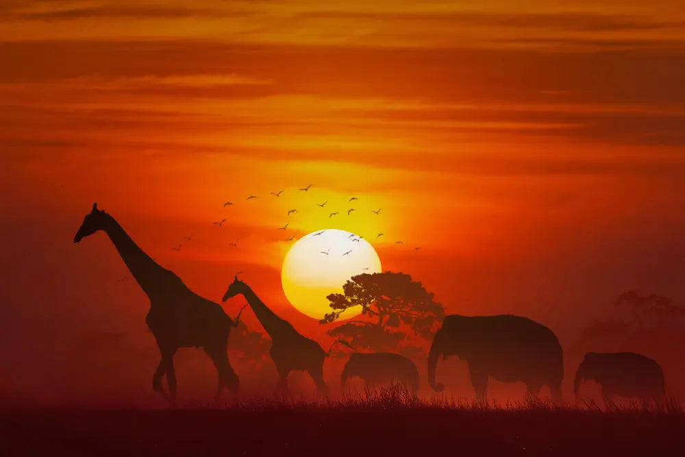 新商品【容量無制限 アフリカ周遊WiFi】が登場しました!