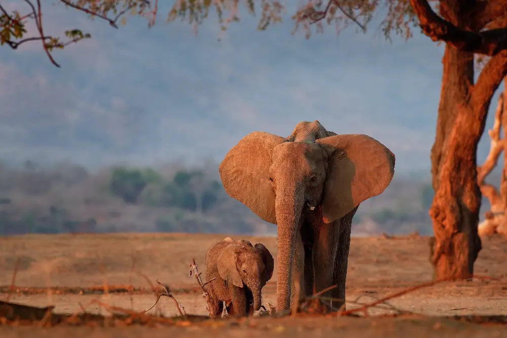 ケニアWiFi登場!無制限1,580円/日でストレスフリーのインターネット接続が実現可能!